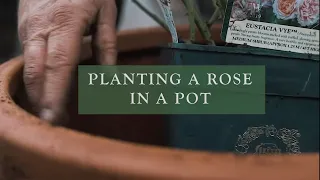 Planting a Rose in a Pot by David Austin Roses