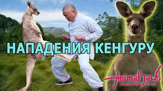 Самые обсуждаемые нападения кенгуру на людей