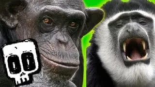 Chimps vs Colobus | Deadliest Showdowns (Ep 5) | Earth Unplugged