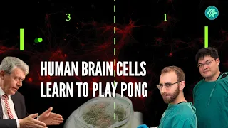 Human brain cells in a dish learn to play Pong