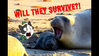 Seal Pups: A Harrowing Story of Survival! **Graphic Nature Content Warning**