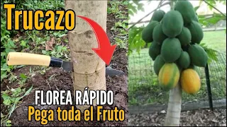 Trucazo Produce Papaya en poco tiempo y muchos frutos - FLOREA RÁPIDO
