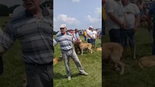 Всероссийская выставка гончих в Рязанской обл.