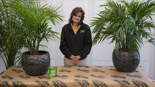 How to Care for a Majesty Palm ENGLISH GARDENS