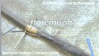 Worm dissection