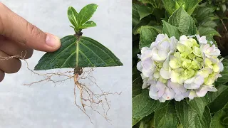 Propagate a hydrangea with an upside down leaf
