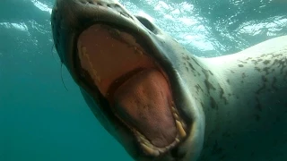 Diver Encounters Deadly, 13-Foot Leopard Seal | National Geographic