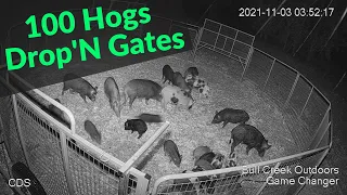 100 Hogs Trapped / Drop'N Hogs / Game Changer Jr / Best Hog Trap with cellular triggered gates.