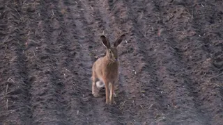 Kad zaķi uzbrūk!/Whern hares are "attacking"