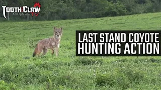 Last Stand Coyote Hunting Action