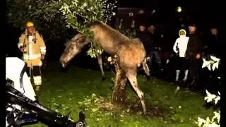 Drunk Swedish moose gets stuck in an apple tree YouTube   YouTube