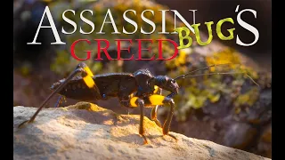 Assassin bugs; the sweetest killers in the animal kingdom