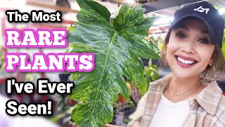 Rare Plant Collection Plant Tour | Plant Tour 2021!