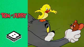 Tom & Jerry Look After A Duckling!  | Tom & Jerry | Boomerang UK