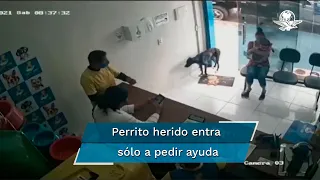 Captan a perrito en Brasil que entra a una veterinaria para que le curen su herida