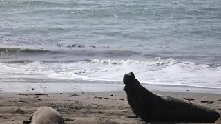 Elephant Seals of San Simeon, CA