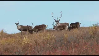 MeatEater Season 7: Doug and Mark Join Steve on an Alaskan Caribou Hunt