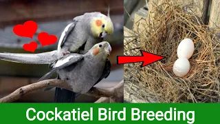 Cockatiel Breeding Tips In English