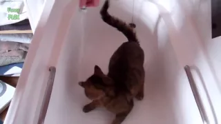 кошки и купание