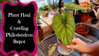 Mini Plant Haul - Crawling Philodendron Repot That Goes Sideways! 🤦