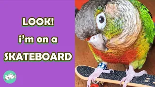 You WON'T BELIEVE What Tricks This Parrot Does | Cuddle Birds