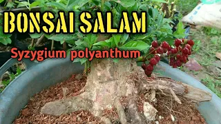 Membuat Bonsai Salam