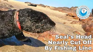 [Graphic] Baby Seal's Head Nearly Cut Off By Fishing Line