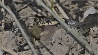 Ringelnatter frisst eine grosse Kaulquappe / Grass snake eats a large tadpole