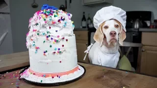 Chef Dog Bakes Cake: Funny Dog Maymo