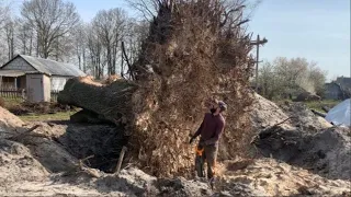 Stump removal Chainsaw/ Big oak