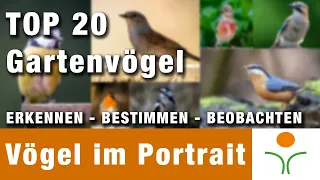 Die Top 20 Gartenvögel. Erkennen, bestimmen und beobachten. Mit Portrait, vielen Bildern und Videos.