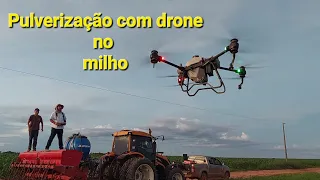 Pulverização com drone no milho.