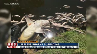 Red tide killing sharks & decimating Florida fish