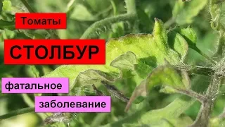 Болезни томатов. "Деревянные", несъедобные плоды.