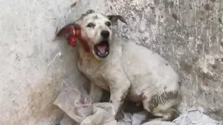 Screaming from pain, puppy rescued with torn ear.