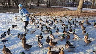 Море уток в парке,кормим птиц 🦆#youtube #i #охота #игры #animals #птицы #зима #парк