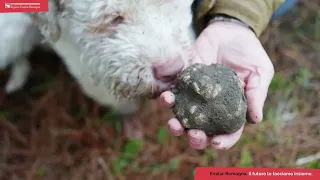 Il tartufo dell'Emilia-Romagna, una delizia per tutte le stagioni