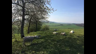 Webinaire - Vers un observatoire des systèmes de production "alternatifs" - Céline Schott