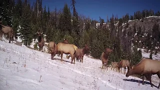 On the Elk Trail: Episode 2 - Elk Migration