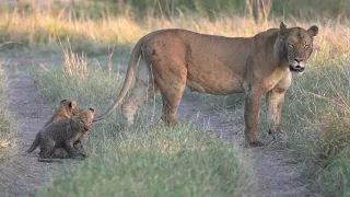 First tiny lion cub excursion with mum