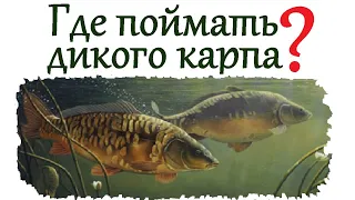 Координаты секретного озера где можно поймать дикого карпа в Ленинградской области.