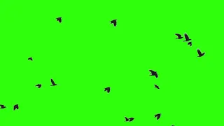 Flying birds green screen by editorial view