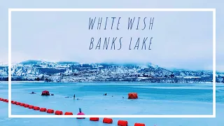 White fish, Banks lake 2022