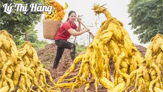 Harvesting Giant Cassava & Goes to the Market Sell - Harvesting & Cooking || Ly Thi Hang Daily Life