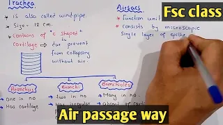 Air passage way | Trachea | Class 11 Biology