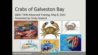 Crabs of Galveston Bay