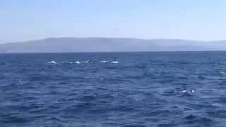 Grindwale vertreiben Orcas