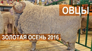 Овцы на выставке Золотая осень 2016