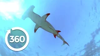 Swimming with Hammerhead Sharks (360 Video)