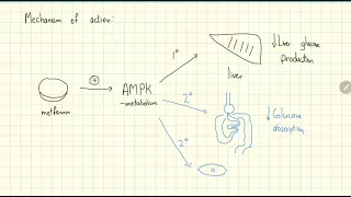 Metformin Explained in 2 Minutes